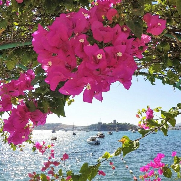 Греция бугенвиллия море