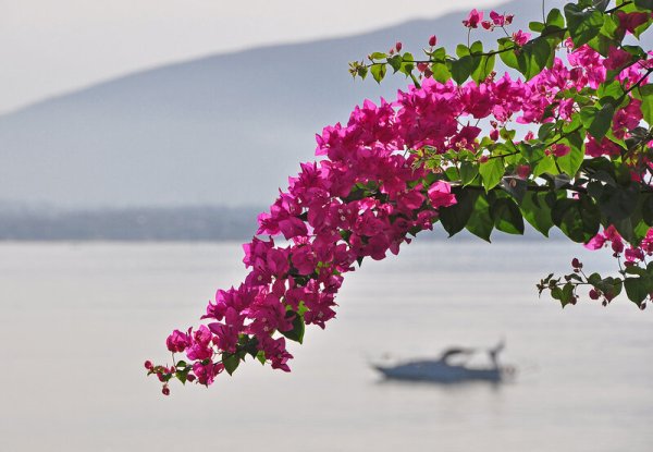 Белек бугенвиллия