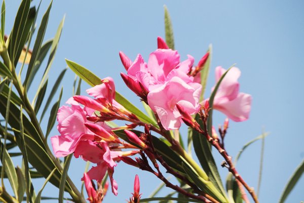 Флора Турции