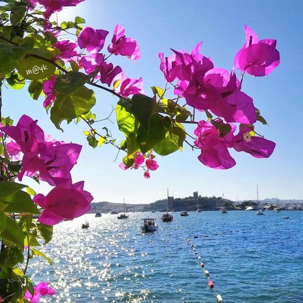 Бугенвиллия Турция