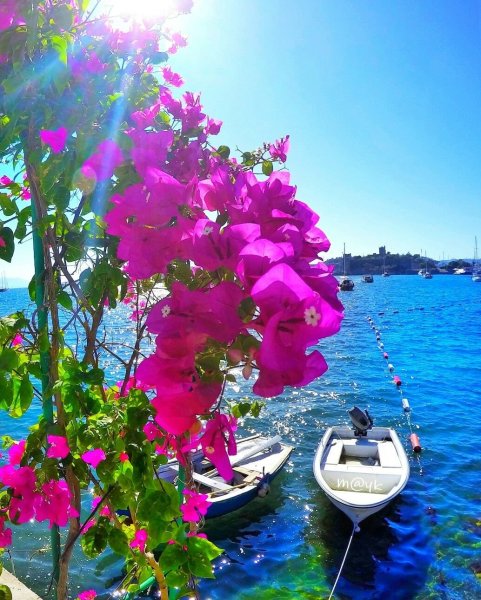 Бугенвиллия Турция