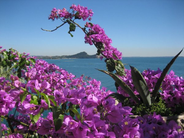 Цветущие кустарники Турции