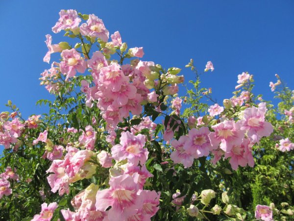 Растения Турции