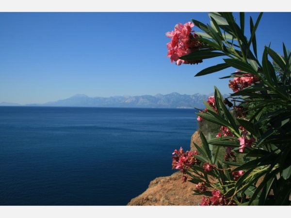 Цветы в Анталье