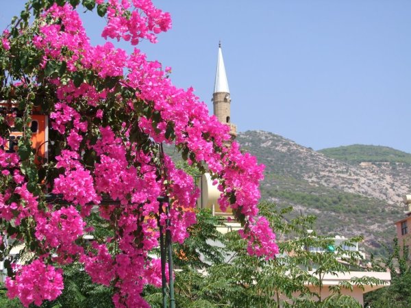 Аланья цветущие кустарники