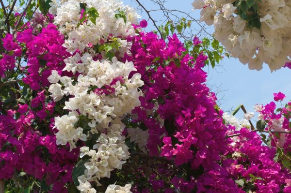 Бугенвиллия цветок