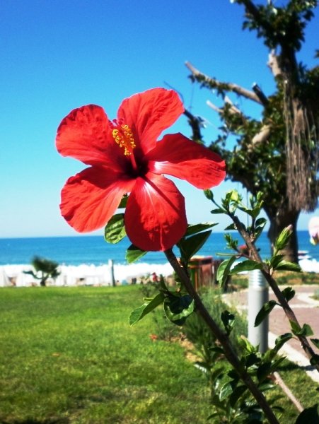 Растение экзотические в Турции