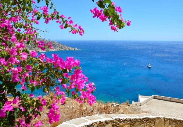 Бугенвиллия в Греции