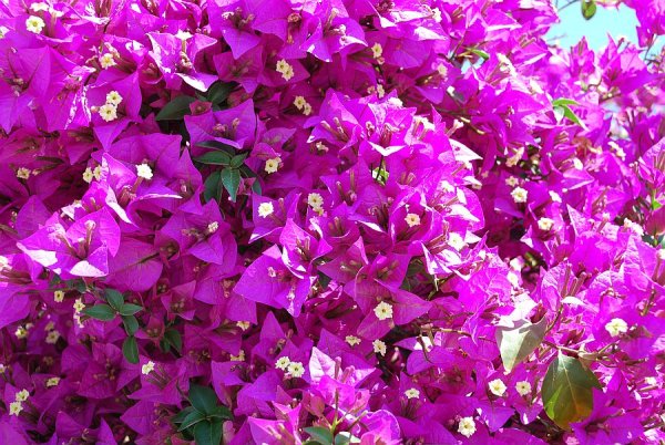 Белек бугенвиллия