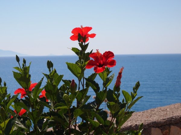 Цветы в Турции