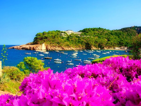 Море красивых цветов