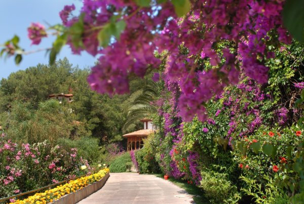 Letoonia растение.