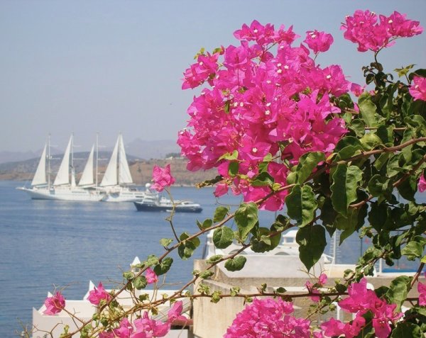 Цветение бугенвиллии в Египте