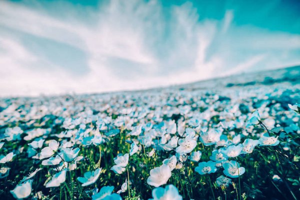 Небесно голубые цветы