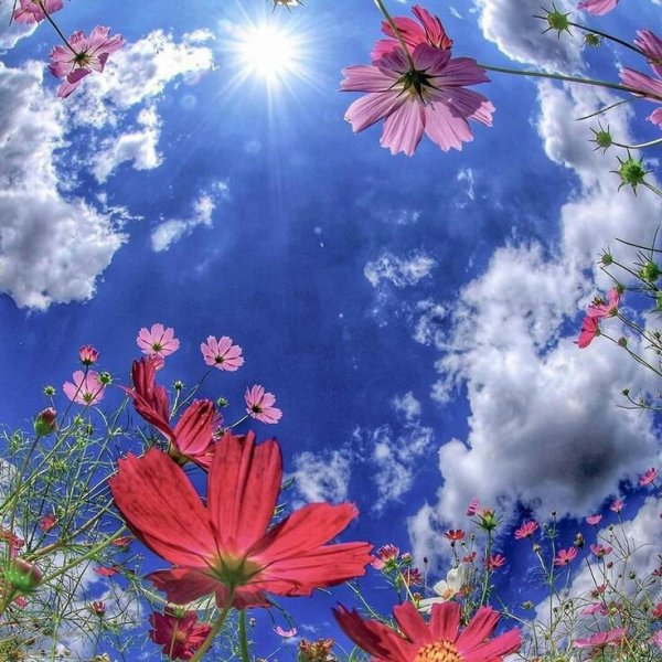 Цветы и небо
