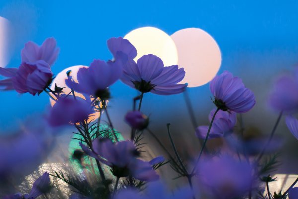 Спокойные цветы