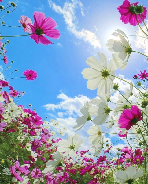 Цветы на фоне неба
