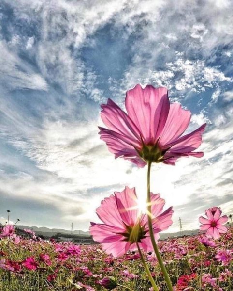 Красивое небо и цветы