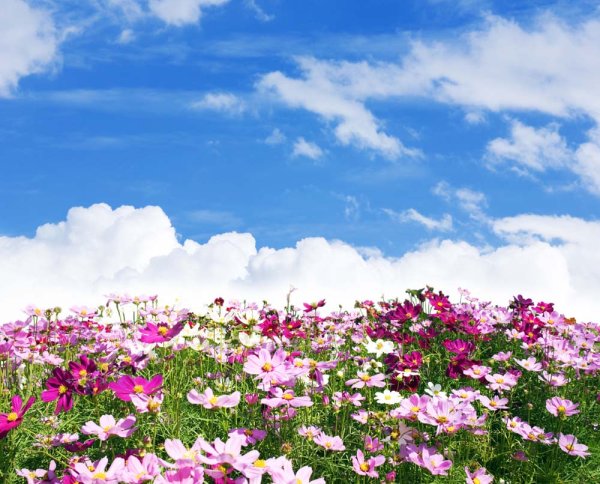 Цветы и небо