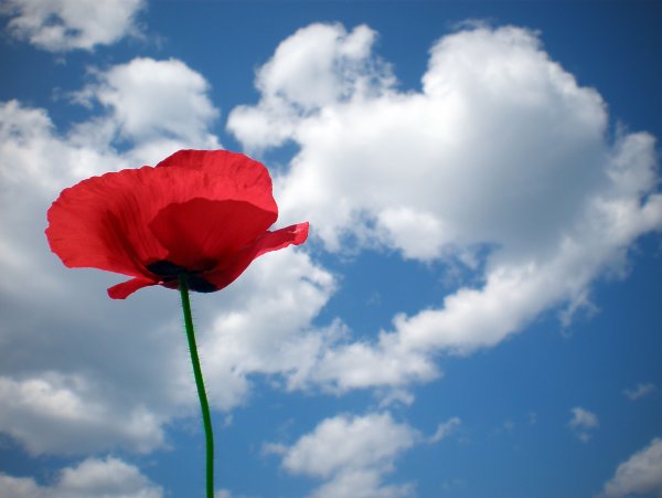 Цветы на фоне неба