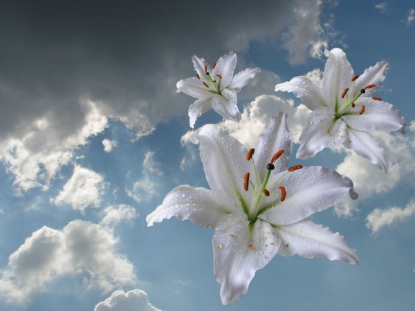 Белые лилии на фоне неба