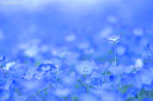 Парк Хитачи немофила