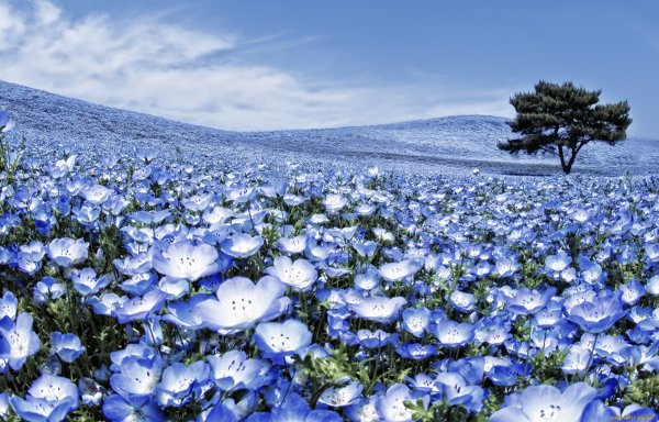 Цветет немофила, парк Хитачи (Япония)