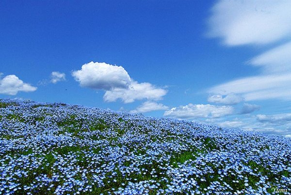 Поле незабудок