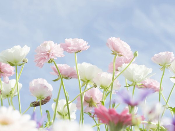 Нежные полевые цветы