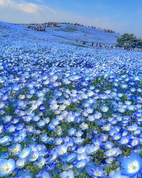 Парк Хитачи-Сисайд (Hitachi Seaside Park), Япония