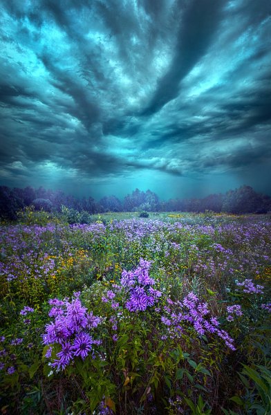 Небесные цветы