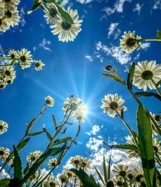 Ромашки и небо