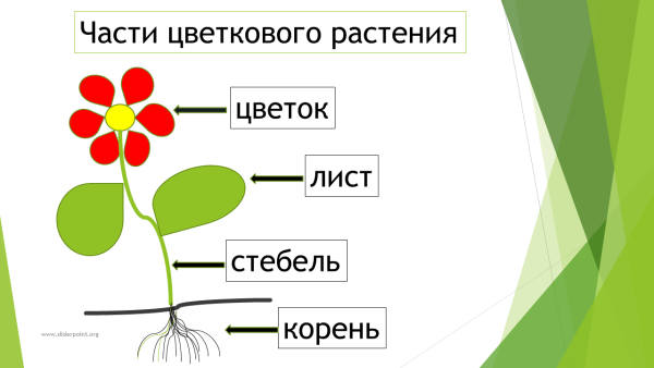Части цветка: (стебель, листья, бутон, корни)