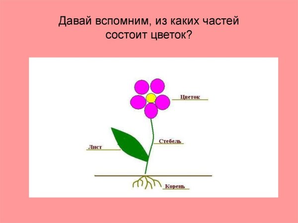 Строение растения схема