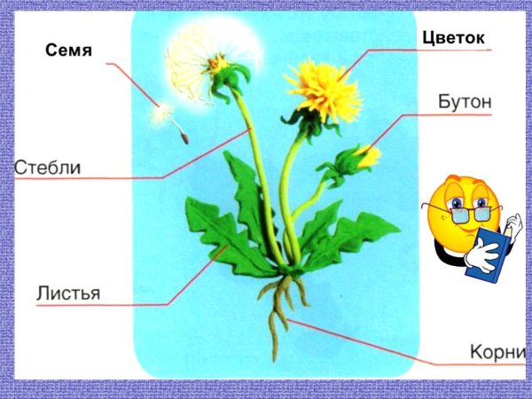 Строение цветов для дошкольников