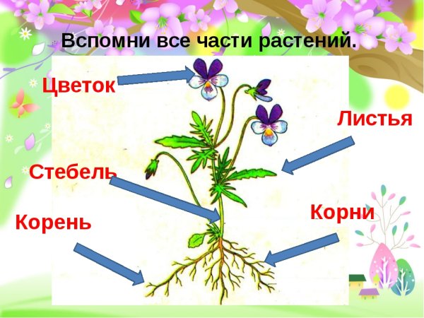 Части комнатного растения