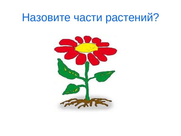 Строение комнатного растения