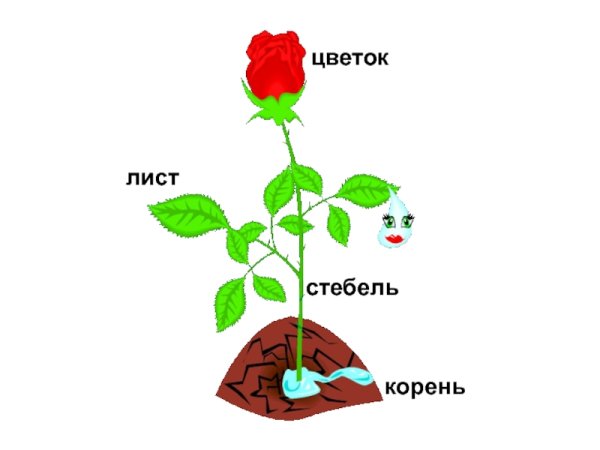 Строение герани комнатной