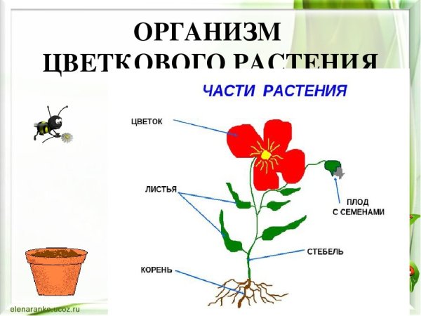 Строение растения: корень, стебель, листья, цветок