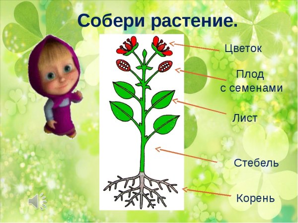 Строение цветов для дошкольников