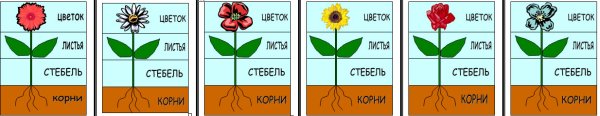 Части цветка: (стебель, листья, бутон, корни)