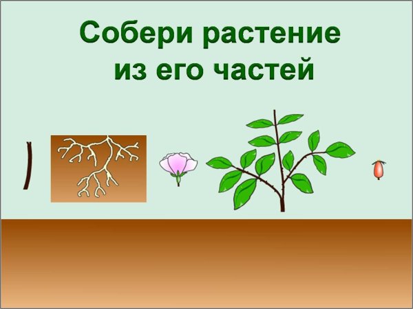 Строение комнатного растения