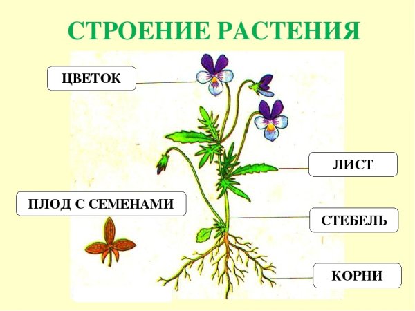 Строение луковицы тюльпана