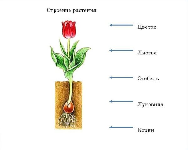 Строение комнатного цветка