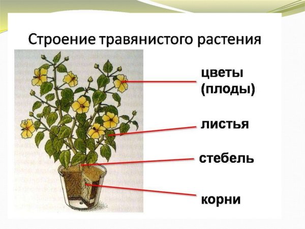 Части растений окружающий мир