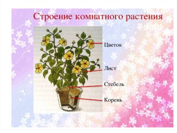 Части цветка мака