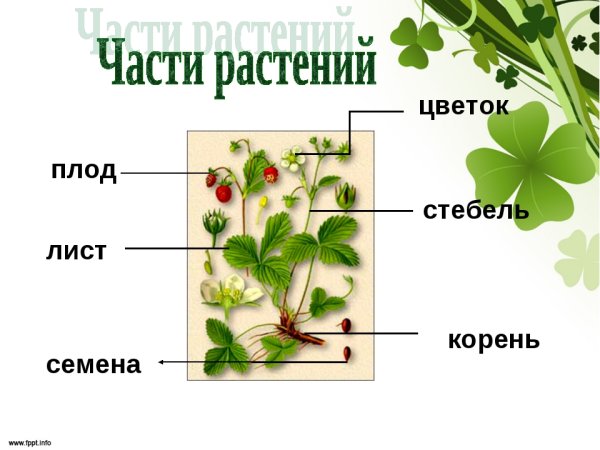 Части растения