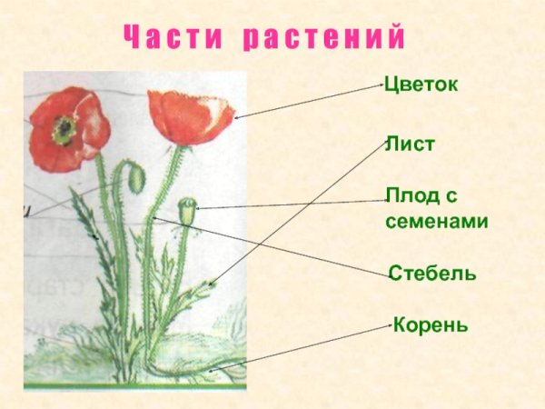 Пазлы цветы для детей