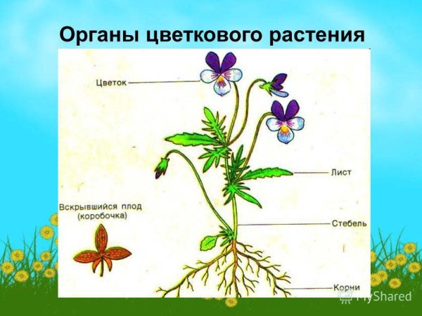 Схема комнатного растения
