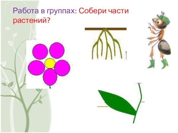 Цветы для дошкольников